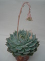 echeveria pulidonis 8337
