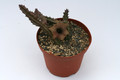 huernia volkartii 9333