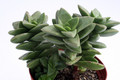 crassula cv springtime 0225