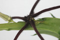 caralluma aff arachnoidea 05