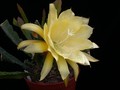 eh yellow gem 9910 11