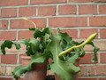 epiphyllum guatemalense monstrosa 9831