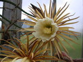 selenicereus grandiflorus 5464