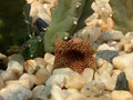 huernia loeseneriana02