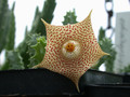 huernia echidnopsioides 06 1