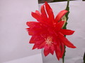 eh spring fling 9292 259