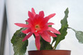 eh cecil cactus 5575 01