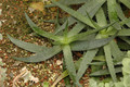 aloe saponaria 01
