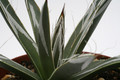 agave toumeyana 8809