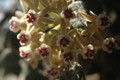 hoya curtisii 12