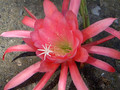 eh editha paetz 1013 0403