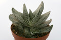gasteria brachyphylla variegata 7237