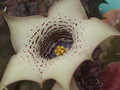 huernia quinta 1783