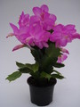 schlumbergera polka dancer 1593