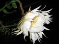 epiphyllum chrysocardium 514