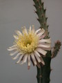 peniocereus cuixmalensis 35