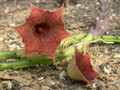huernia leachii x keniensis 03