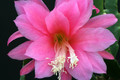 eh belinda paetz 1118 4618