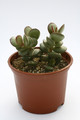 adromischus subdistichus 7989