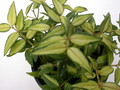 hoya bella louise buis 4021