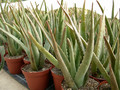 aloe vera6
