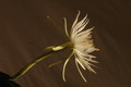 epiphyllum pumilum phasen 2316