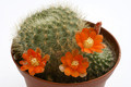 rebutia archibuiningiana l404 9861