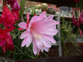 aporocactus priscilla 02