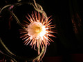 selenicereus grandiflorus 08