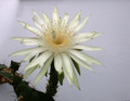 acanthocereus tetragonus 7809