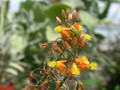bulbine alooides4