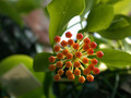 hoya obscura 01