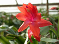 schlumbergera orange 07