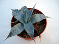 agave desertii simplex harcuvar 4857