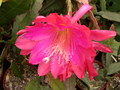 eh tahitian hula 9380 666