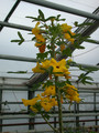 uncarina grandidierii 02
