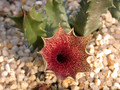 huernia clavigera pvb3736 1