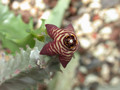 caralluma sp cabo de gafa 01