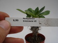 pachypodium brevicaule 741