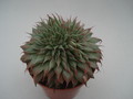 graptoveria silver star 8380