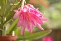 eh monastary garden 7792 03