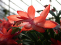 schlumbergera thor alice 06