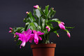 schlumbergera purple dancer 001