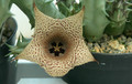 huernia sp S.Collenette es2814 02