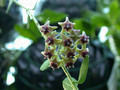 hoya cumingiana 02