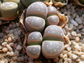 lithops olivacea c109 04
