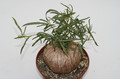 ipomea bolusiana 0181