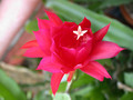 eh lola p 1041 2