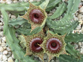 huernia zebrina07