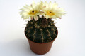 notocactus submammulosus l502 9669